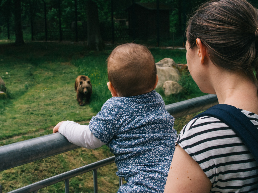  Bear Watching in the Sanctuary - Morning Activity