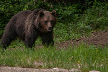 Bear Watching in the wild  