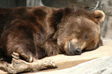 Sleeping with the bears experience Tour 