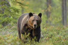 Bear Watching in the wild- Afternoon Activity